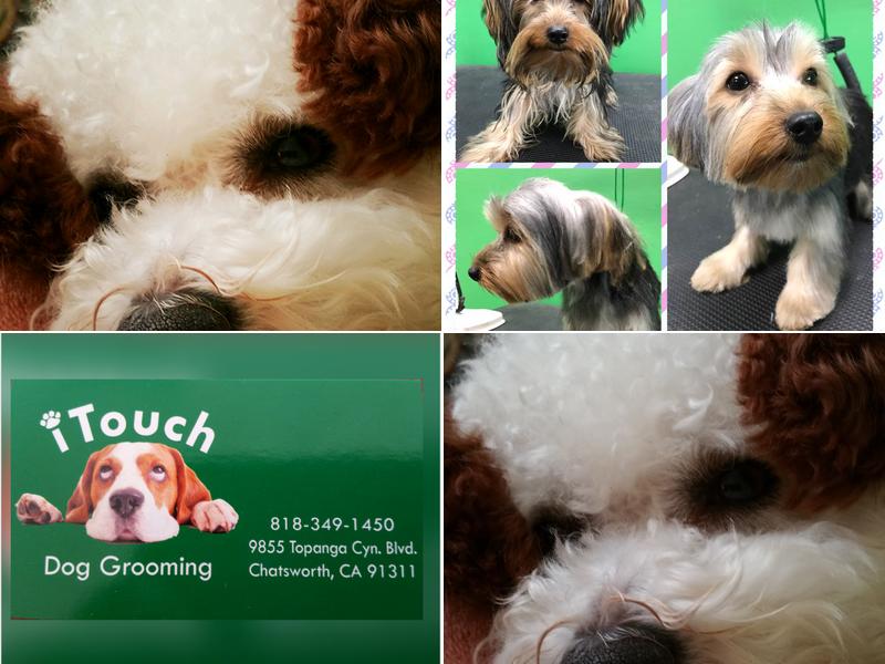 iTouch Dog Grooming