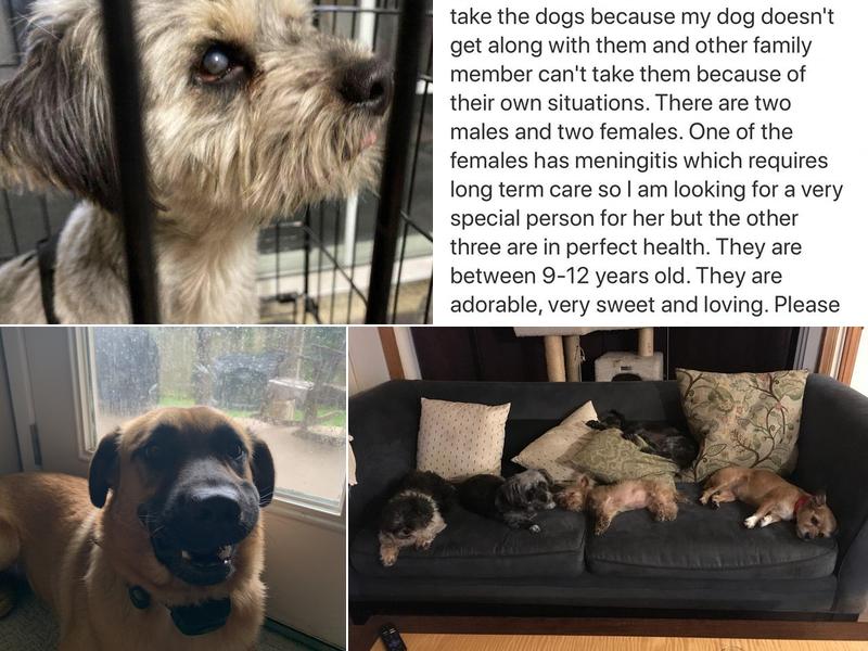 Valley of the Paws Pet Grooming