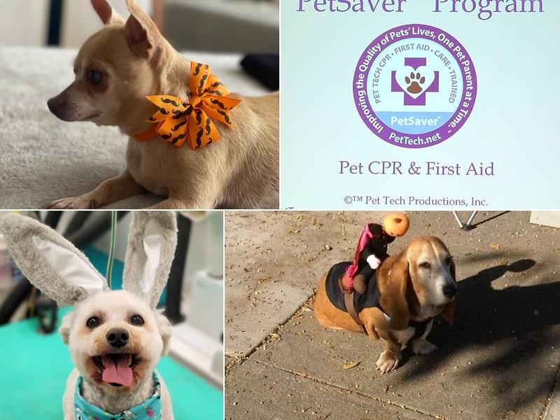 Lazy Daisy Mobile Pet Spa, Llc