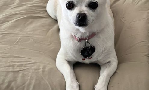 My Favorite Groomer 408 Military E, Benicia California 94510