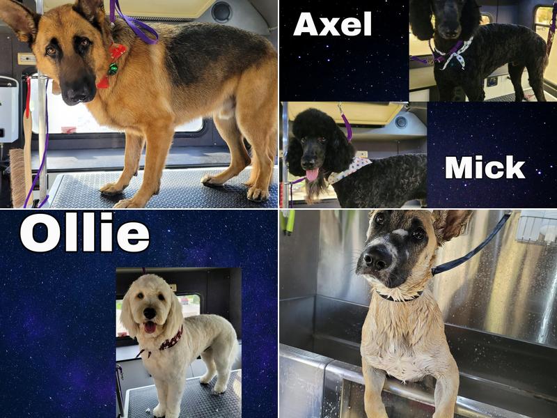 Purrs N' Furrs Mobile Grooming