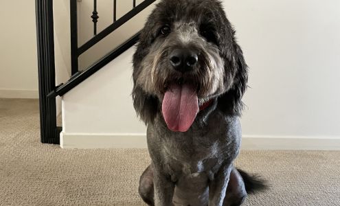 Daisy Mobile Pet Grooming