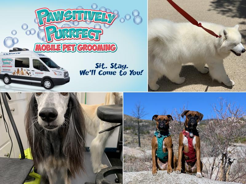 Pawsitively Purrfect Mobile Pet Grooming