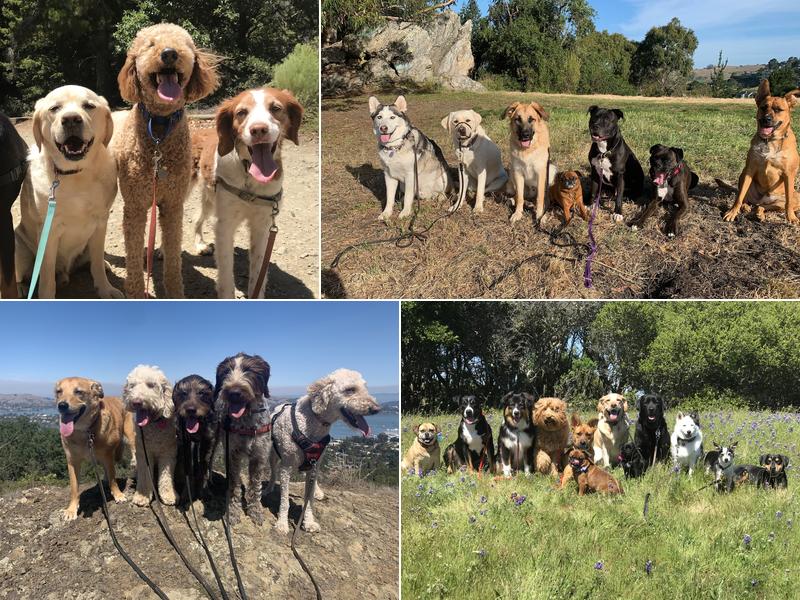 The Tiburon Dog Butler