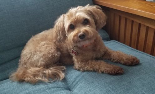 Discount Pets 1132 W 1st St, Santa Ana California 92703