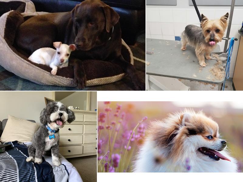 Doggy Connection Mobile Pet Spa