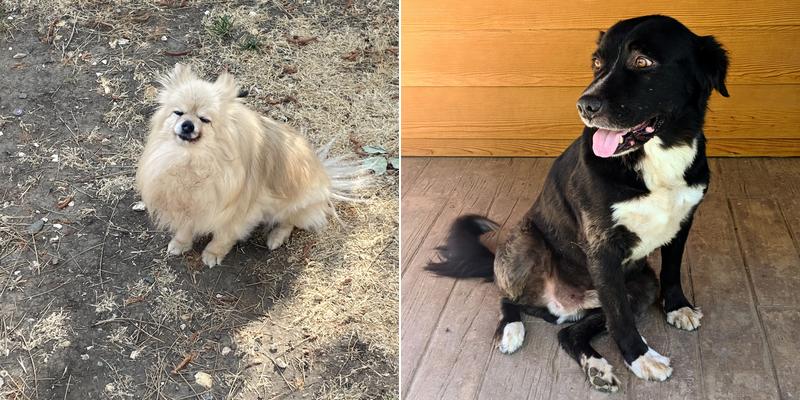 Mary Lou's Pet Grooming