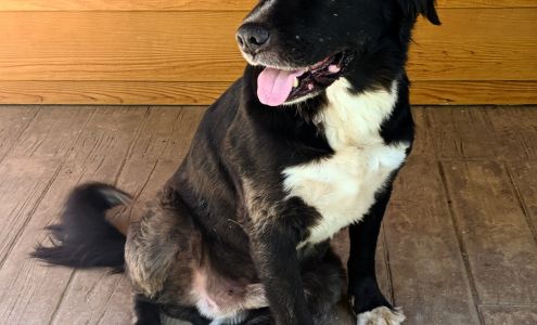 Mary Lou's Pet Grooming 24559 CA-108, Mi-Wuk Village California 95346