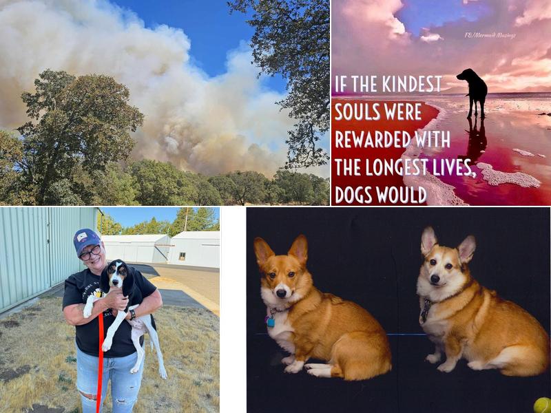 Paradise Doggie Daycare