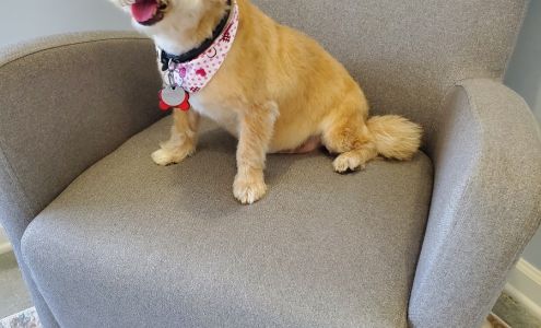 Puppy Spa Dog Grooming