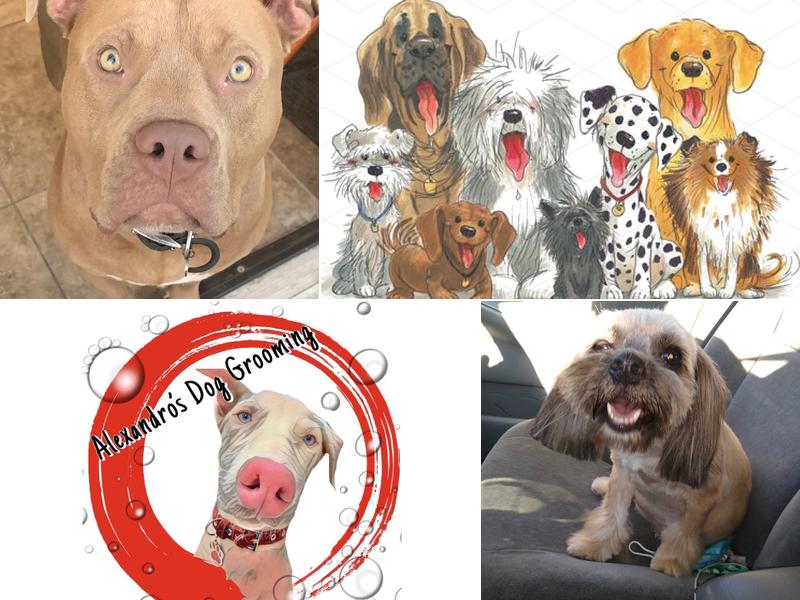 Alexandro Dog Grooming