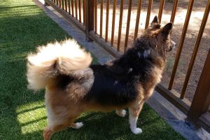 Bath, brush and beyond grooming Grass valley ca 671 Maltman Dr # 6, Grass Valley California 95945