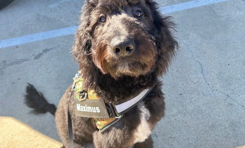 Shear Perfection By Wendy