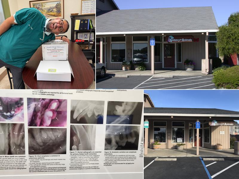 Dentistry For Animals