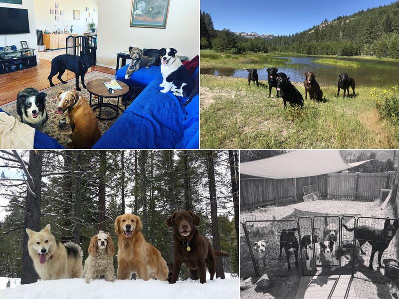 Got Dogs-pet sitting, dog walking