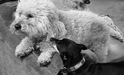 Animal Expressions Pro Pet 2509 Village Ln, Cambria California 93428