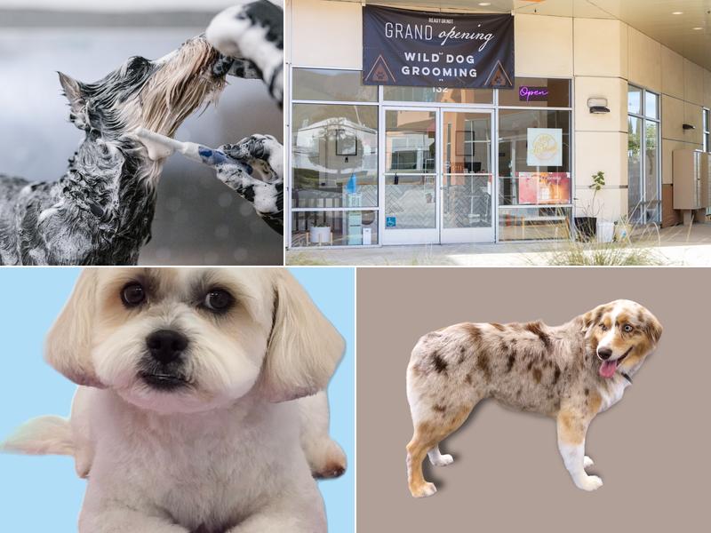 Wild Dog Grooming