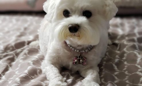 Snow's Groom & Board