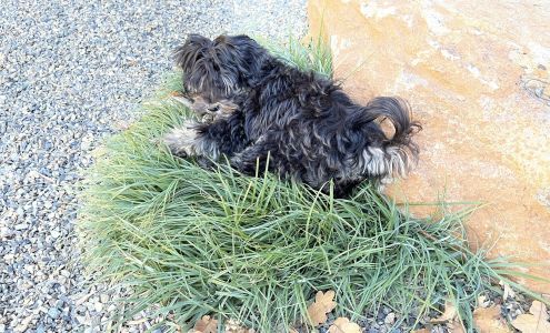 Dog Styling By Stephanie