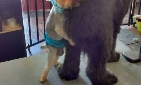 Hot Doggity Grooming