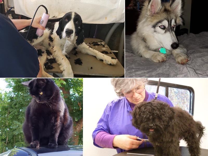 Dog's Best Friend Mobile Grooming