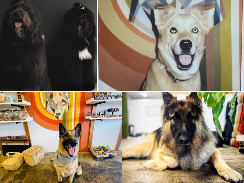 Alpha Grooming & Trading Post