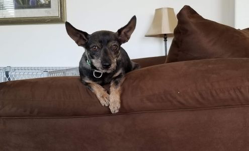 Terri Mankins Dog Grooming 464-120 Christie St, Janesville California 96114