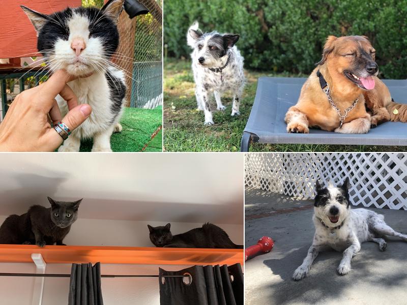 iPet Care & Holistic