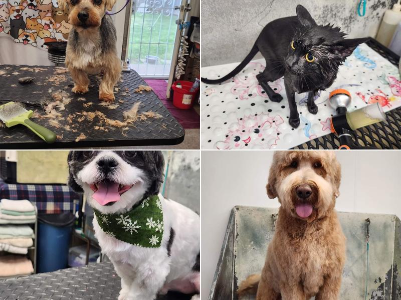 B Elegant Pet Services