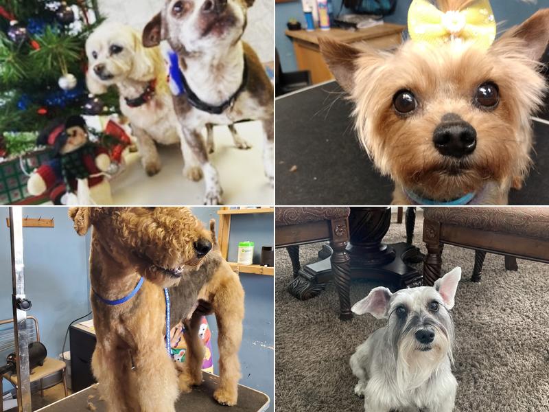 Sudzy Paws Pet Grooming