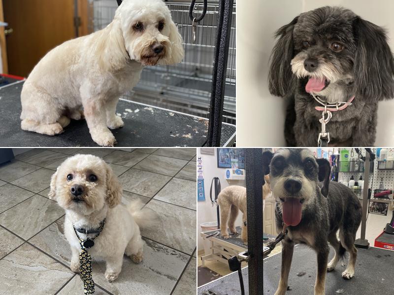 Waggin' Tails Dog & Cat Grooming