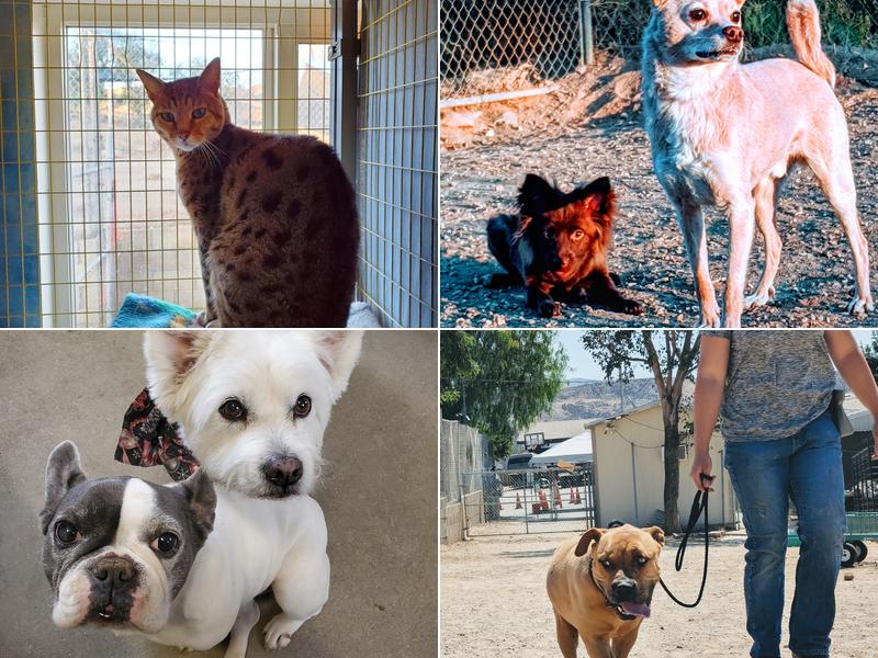 Bouquet Canyon Kennels