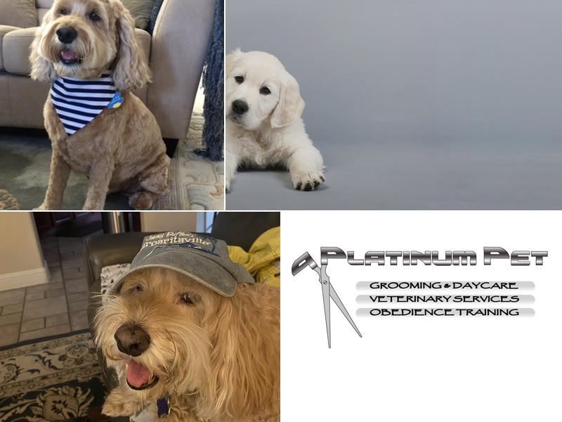 Platinum Pet Grooming