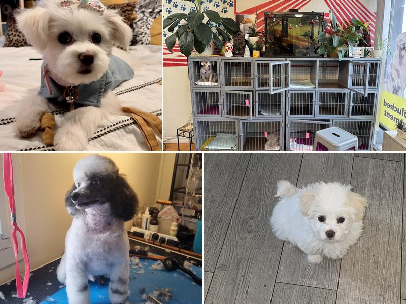 Happy Puppy Grooming