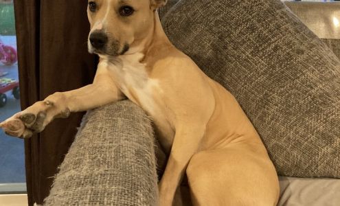 Paws & Relax Mobile Grooming