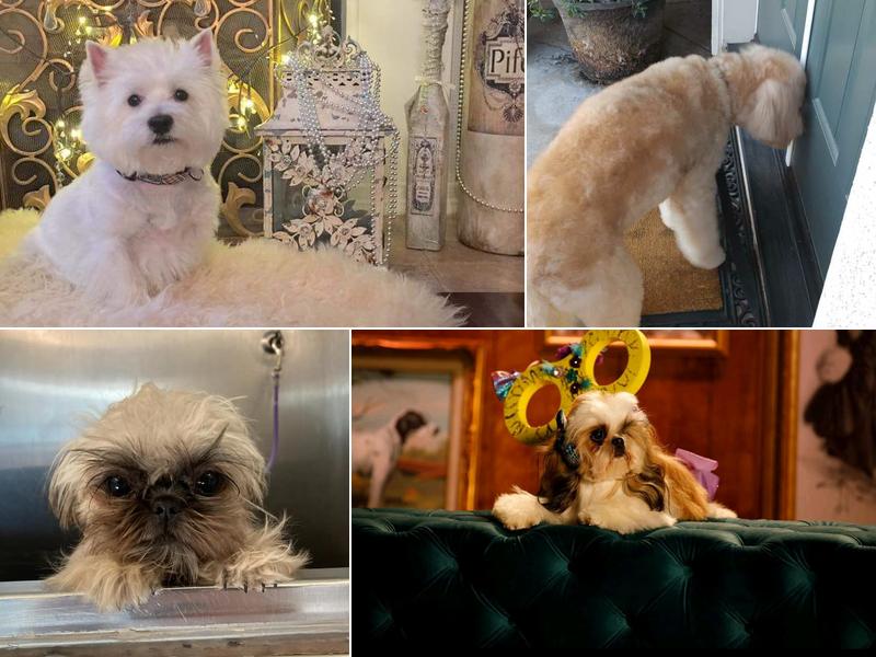 Poochies Mobile Dog Grooming