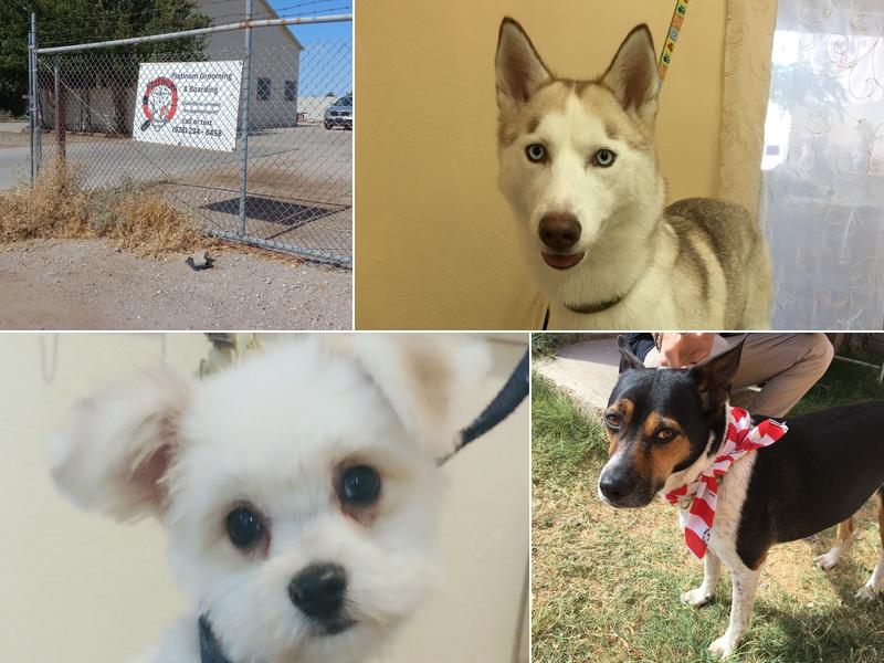 Platinum Grooming and Boarding