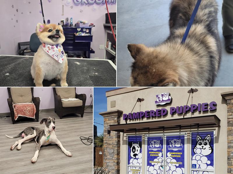Pampered Puppies Pet Grooming