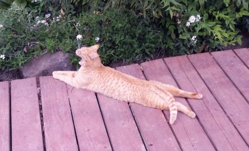 Country Kennels 11764 Kirkwood Rd, Herald California 95638