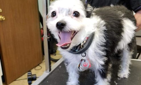 Nick's Dogs 620 Miller Ct, Lakewood Colorado 80215