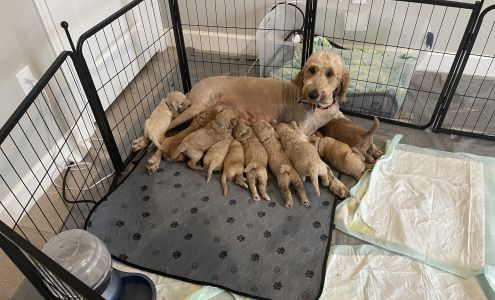 Doggie Digs Mobile Grooming 651 SE Hidden River Dr, Port St. Lucie Florida 34983