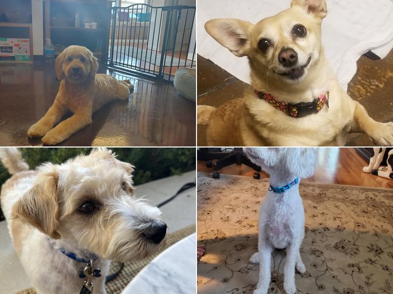 Meggo's Gentle Grooming