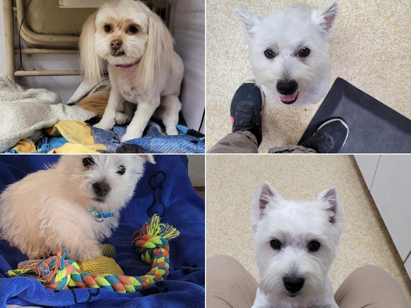 Bloom's Grooming LLC