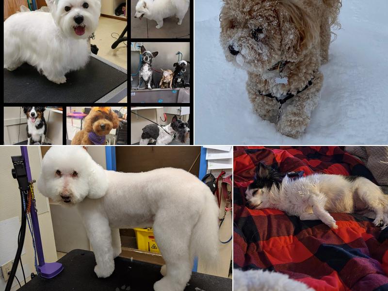 A Touch of Magic Grooming