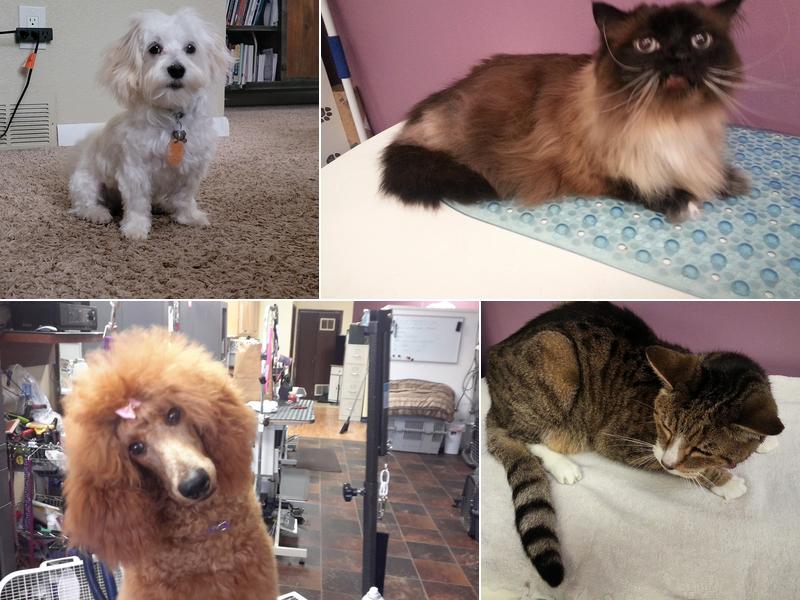 The Gentle Groomer Too