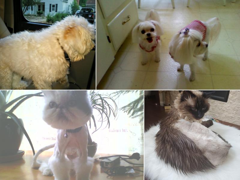 Diane's Pet Grooming