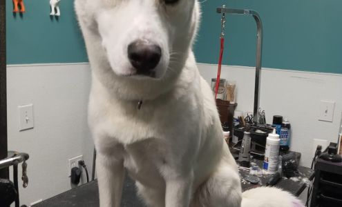 Uptown Fluff Pet Salon 5075 Leetsdale Dr H, Denver Colorado 80246