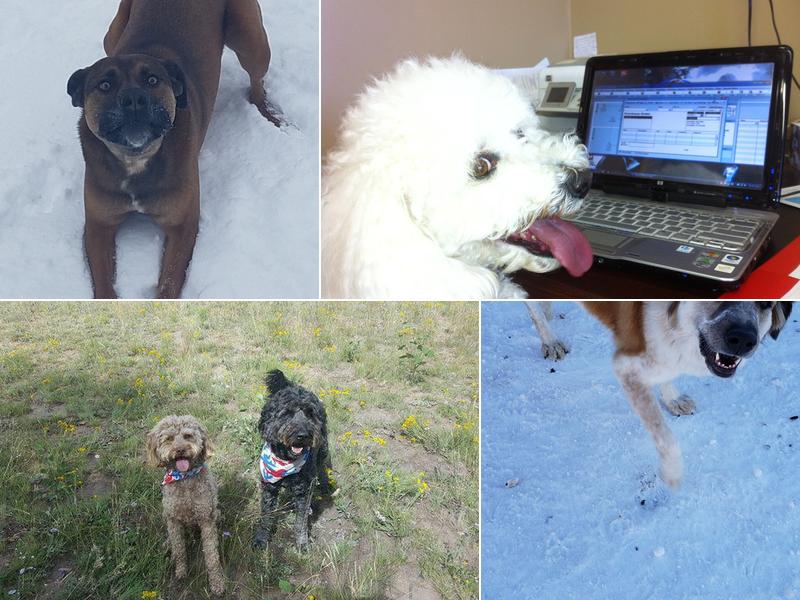 Critter Sitters & Gunnison Vet Clinic