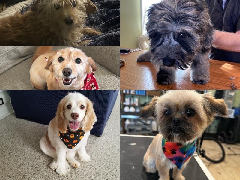 The Pampered Pooch, LLC