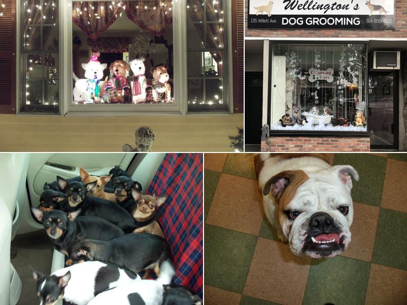 Wellingtons Dog Grooming